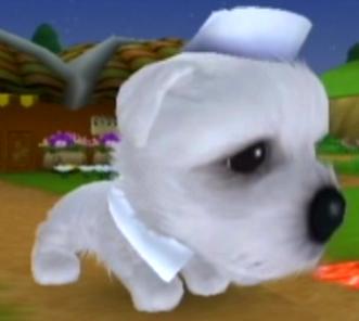 the dog island wii the dog island wii